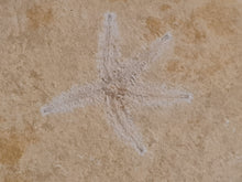 Cargar imagen en el visor de la galería, Terminaster cancriformis TRES RARE !!!