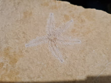 Cargar imagen en el visor de la galería, Terminaster cancriformis TRES RARE !!!