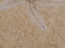 Cargar imagen en el visor de la galería, Terminaster cancriformis TRES RARE !!!