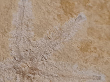 Cargar imagen en el visor de la galería, Terminaster cancriformis TRES RARE !!!