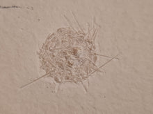 Charger l'image dans la galerie, Phymosomatoidae Ettling, rarissime !!!