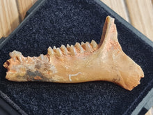 Charger l'image dans la galerie, mandibule de Plesiomeryx TB !!