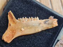 Charger l'image dans la galerie, mandibule de Plesiomeryx TB !!