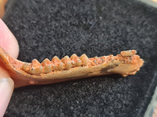 Charger l'image dans la galerie, mandibule de Plesiomeryx TB !!