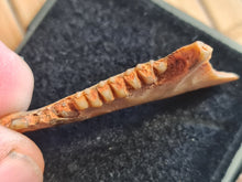 Charger l'image dans la galerie, mandibule de Plesiomeryx TB !!