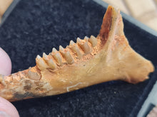 Charger l'image dans la galerie, mandibule de Plesiomeryx TB !!