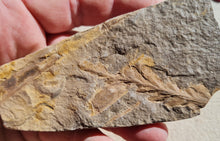 Charger l'image dans la galerie, Fougère réthien 3