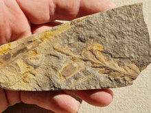 Charger l'image dans la galerie, Fougère réthien 3