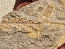 Charger l'image dans la galerie, Fougère réthien 3