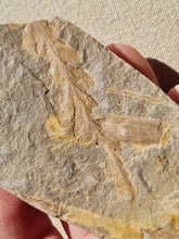 Charger l'image dans la galerie, Fougère réthien 3