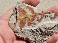 Charger l'image dans la galerie, Fougère réthien 2