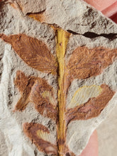 Charger l'image dans la galerie, Fougère réthien 2