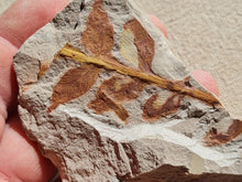 Charger l'image dans la galerie, Fougère réthien 2