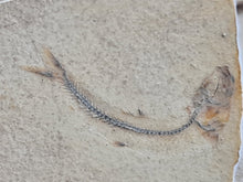 Charger l'image dans la galerie, Orthogonikleithrus