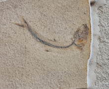 Charger l'image dans la galerie, Orthogonikleithrus