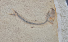 Charger l'image dans la galerie, Orthogonikleithrus