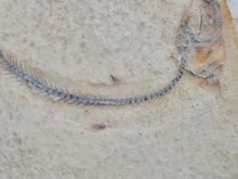 Charger l'image dans la galerie, Orthogonikleithrus