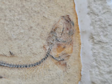 Charger l'image dans la galerie, Orthogonikleithrus