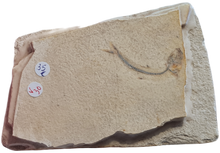 Charger l'image dans la galerie, Orthogonikleithrus