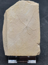 Charger l'image dans la galerie, Ophiure Geocoma