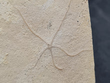Charger l'image dans la galerie, Ophiure Geocoma