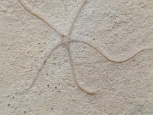 Charger l'image dans la galerie, Ophiure Geocoma