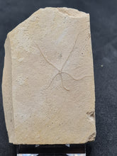 Charger l'image dans la galerie, Ophiure Geocoma