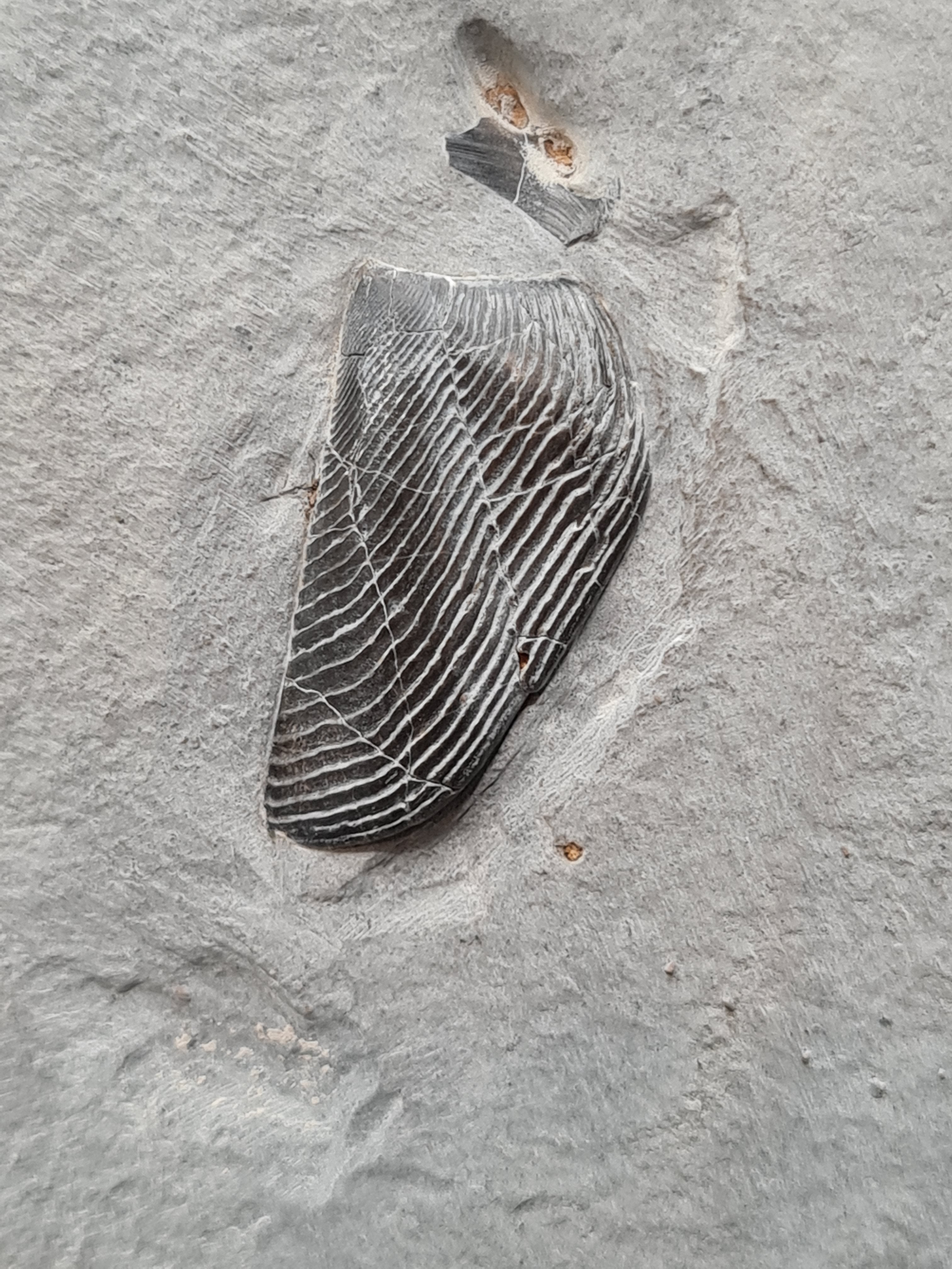 Aptychus / Lamellatpychus Les Merveilles de Géa