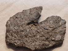 Charger l'image dans la galerie, Dent d'Hybodonte Rarissime