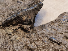 Charger l'image dans la galerie, Dent d'Hybodonte Rarissime