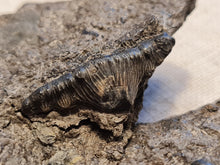 Charger l'image dans la galerie, Dent d'Hybodonte Rarissime