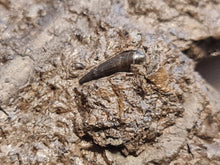 Charger l'image dans la galerie, Dent d'Hybodonte Rarissime