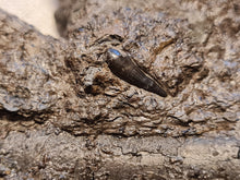 Charger l'image dans la galerie, Dent d'Hybodonte Rarissime