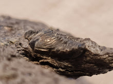 Charger l'image dans la galerie, Dent d'Hybodonte Rarissime