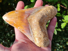 Charger l'image dans la galerie, Otodus megalodon 13.4cm / 5.27 inches