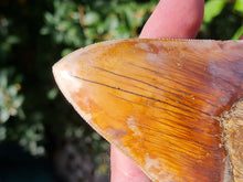 Charger l'image dans la galerie, Otodus megalodon 13.4cm / 5.27 inches