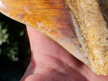 Charger l'image dans la galerie, Otodus megalodon 13.4cm / 5.27 inches