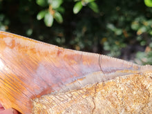 Charger l'image dans la galerie, Otodus megalodon 13.4cm / 5.27 inches