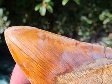 Charger l'image dans la galerie, Otodus megalodon 13.4cm / 5.27 inches