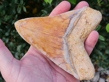 Charger l'image dans la galerie, Otodus megalodon 13.4cm / 5.27 inches