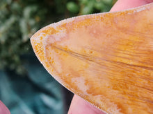 Charger l'image dans la galerie, Otodus megalodon 13.4cm / 5.27 inches