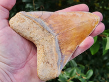 Charger l'image dans la galerie, Otodus megalodon 13.4cm / 5.27 inches