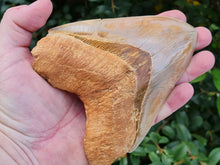 Charger l'image dans la galerie, Otodus megalodon 14.1cm / 5.55 inches