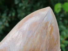 Charger l'image dans la galerie, Otodus megalodon 14.1cm / 5.55 inches