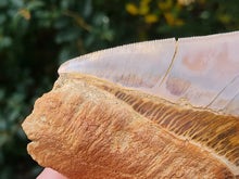 Charger l'image dans la galerie, Otodus megalodon 14.1cm / 5.55 inches