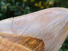 Charger l'image dans la galerie, Otodus megalodon 14.1cm / 5.55 inches