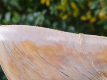 Charger l'image dans la galerie, Otodus megalodon 14.1cm / 5.55 inches