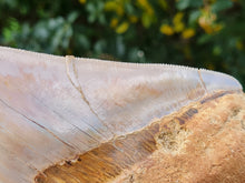 Charger l'image dans la galerie, Otodus megalodon 14.1cm / 5.55 inches