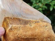 Charger l'image dans la galerie, Otodus megalodon 14.1cm / 5.55 inches