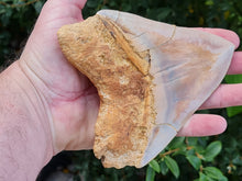 Charger l'image dans la galerie, Otodus megalodon 14.1cm / 5.55 inches